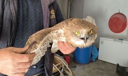 Yaralı yırtıcıya vatandaştan şefkat eli