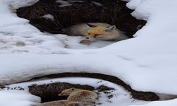 Yuvasında görüntülenen kızıl tilki mest etti