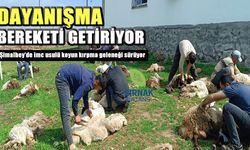 Şimalbey’de imeceyle koyun kırpma geleneği yaşatılıyor