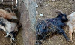 Kurt saldırısında çok sayıda hayvan telef oldu