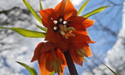 Bitlis'te açan ters laleler görsel şölen sunuyor