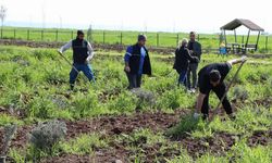 Lavanta parkında sezon hazırlığı başladı
