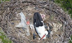 15 yıllık 'komşu’, Leylek 'Ciran' ailenin maskotu oldu