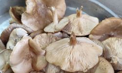 Doğada Mantar Toplanmaya Başlandı