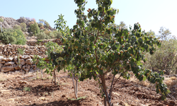 Şırnak’ta meyveciliğe yüzde 75 dev destek!