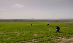 Çiftçilerden zorlu mesai, Gübreleme eski usulle yapıldı