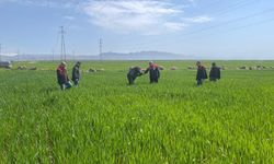 Cizre’de Tarlalarda “Süne” Mesaisi