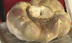 Dev turp görenleri şaşırttı