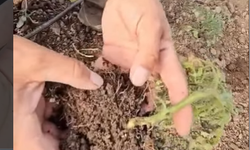 Sera Üreticileri Dikkat! Dana Burnu Tehdidi Başladı