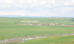 Akrabaları ektiği 250 dönüm tarlasını ilaçlayarak kuruttu