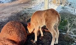 Annesini kaybeden tay, onu hâlâ emmeye çalıştı