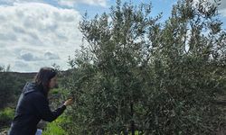 Şırnak'ta Zeytin Üreticilerine Hastalık Uyarısı