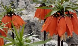 Diyarbakır’da açan ters laleler görenleri hayran bırakıyor