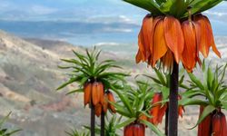 Sakız Dağı'nda ters laleler görsel şölen sunuyor