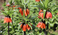Şırnak’ta ters laleler büyülüyor, cezası ise dikkat çekiyor