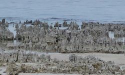 Van Gölü’nde kuraklık alarmı, Mikrobiyalitler gün yüzünde