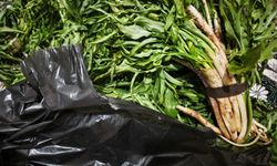 Şırnak’ta Yılan Otu Tezgâhlarda Yerini Aldı