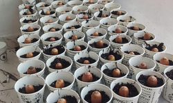 Cizreli Yazar Yüzlerce Meşe Palamudunu Bırca Belek’e Dikti