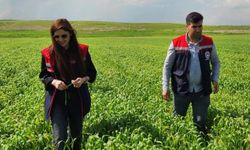 Silopi’de hububat tarlaları mercek altında