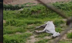 Cizre’de Yaralı Ata Belediye Müdahalesi