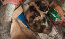 Cizre'de Sürücü Çarpıp Kaçtı, Mahalleli Seferber Oldu