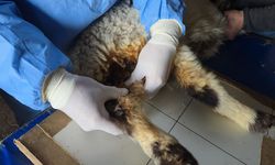 Enkaz altından yaralı çıkarılan kuzular tedavi altına alındı