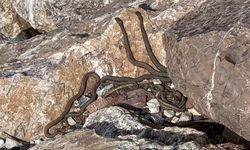 Brezilya’nın ‘Yılan Adası’ değil Yüksekova