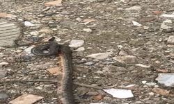 Kış Uykusundan Uyanan Yılan Mahalleyi Panikletti