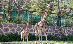 Türkiye'de bir ilk, yavru zürafa dünyaya geldi