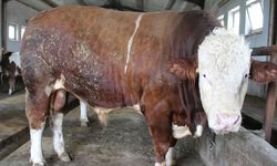 1,5 tonluk 'Tosun Paşa' 450 bin liraya alıcı buldu