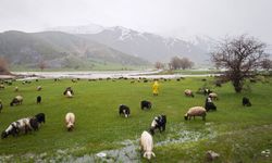 Meralar yeşerdi, hayvanlar otlaklara çıktı