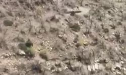 Şırnak’ta kartalın domuz avı kamerada