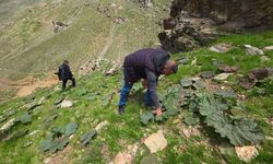 Vatandaş 'yayla muzu' için dağlara akın etti