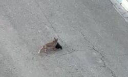 Tilki ile vatandaş arasında şaşırtan diyalog