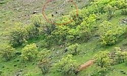 Dağlarda ayı sürüsü görüntülendi
