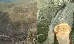 Gabar ve Besta'daki Ağaç Kesimleriyle İlgili Yasal Süreç Başlatıldı