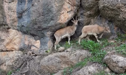 Şırnak’ta Yaban Hayatı Görüntülendi
