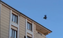Kargaların saldırısına uğrayan saz delicesi kameraya yansıdı