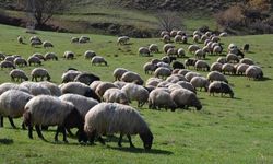 Şırnak’a Hayvancılıkta 23 Milyon TL’lik Hibe Desteği