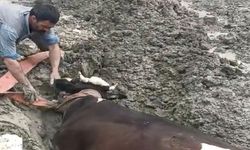 Mahsur kalan inek iş makinesiyle kurtarıldı
