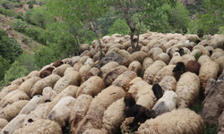 Kurban pazarında satılamayan hayvanlar için devlet desteği
