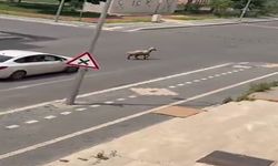 Kaçan kurbanlık trafiğin altını üstüne getirdi