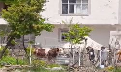 Kaçan kurbanlık iğne vurularak yakalandı