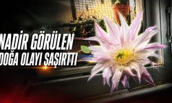Cizre’de dikenleri ile bilinen kaktüs çiçek açtı