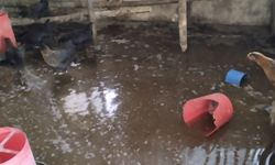 Kümesi su bastı, civcivler telef oldu