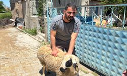 kaçan kurbanlık koyun 1 saat sonra yakalandı