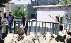 Kurban Bayramı Öncesi Kurbanlık Sevkiyat Yoğunluğu