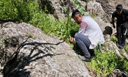 Saatlerce yol kat ederek dağlardan pancar topluyorlar