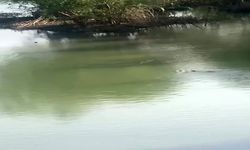 Nesli tükenme tehlikesi altındaki su samurları görüntülendi
