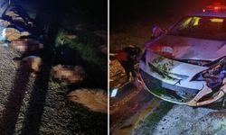Otomobil sürüye çarptı 2 Yaralı, 40 Hayvan Telef Oldu